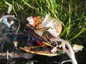 Baynes Lake 2005 -> Camping Light -> Picture 4