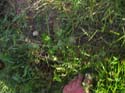 Baynes Lake 2005 -> Misc -> Picture 6