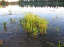 Baynes Lake 2005 -> Scenery -> Picture 12