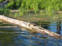 Baynes Lake 2005 -> Scenery -> Picture 40