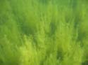 Baynes Lake 2005 -> Underwater -> Picture 2