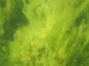 Baynes Lake 2005 -> Underwater -> Picture 6