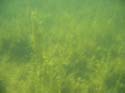Baynes Lake 2005 -> Underwater -> Picture 24