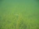 Baynes Lake 2005 -> Underwater -> Picture 25