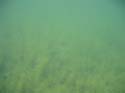 Baynes Lake 2005 -> Underwater -> Picture 28