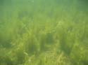 Baynes Lake 2005 -> Underwater -> Picture 29