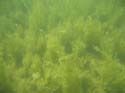 Baynes Lake 2005 -> Underwater -> Picture 30