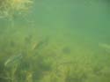 Baynes Lake 2005 -> Underwater -> Picture 35