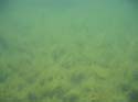 Baynes Lake 2005 -> Underwater -> Picture 39