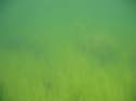 Baynes Lake 2005 -> Underwater -> Picture 41