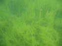 Baynes Lake 2005 -> Underwater -> Picture 45