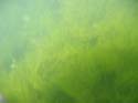 Baynes Lake 2005 -> Underwater -> Picture 46