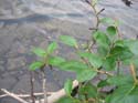 Camping Trips -> July 31 - August 2, 2004 -> Picture 23