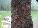 Camping Trips -> July 31 - August 2, 2004 -> Picture 31