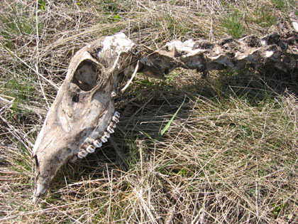 Camping Trips > April 01 2004 > Picture 25
 (Click on image for a larger view)