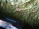 Camping Trips -> May Long Weekend, 2003 -> Picture 60