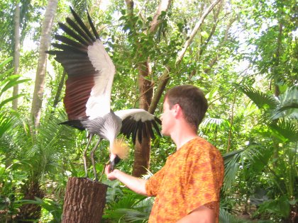 Big Bird