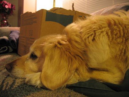 Seepin Puppy