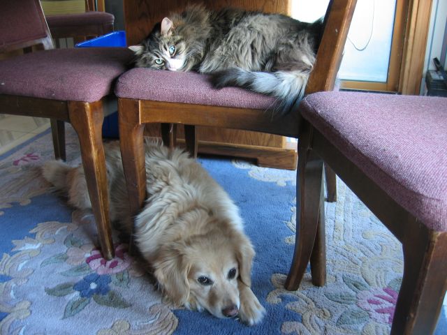 My two animals