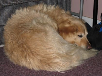 Ball of Seepin' Puppy