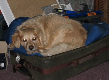 BJ sleeping on daddy's jacket in a suitcase