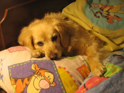Such a cute puppy!