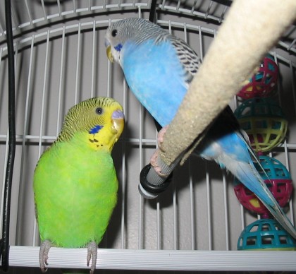 Name Those Birds!