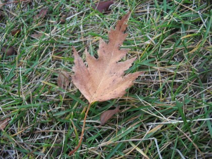 Leaf