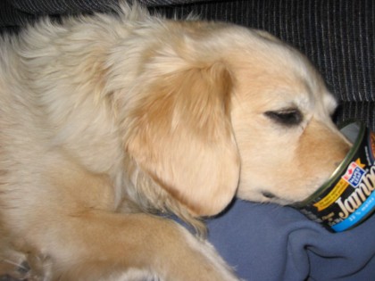 My puppy licking a can of ham