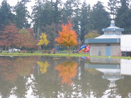 Reflections of some trees on a pool of water
