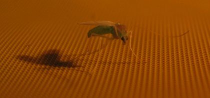 A Vulcan Mosquito