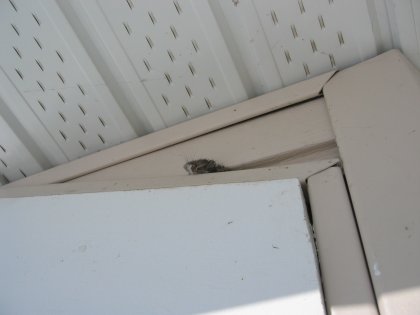 Mouse In The House