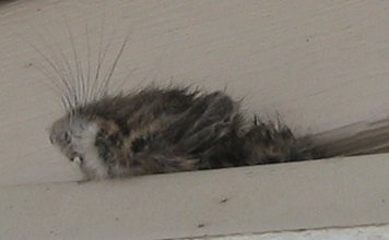 Mouse In The House