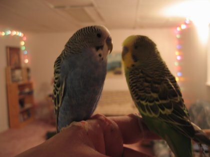 Birds on my finger