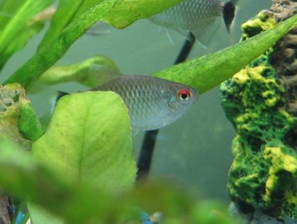 Fish