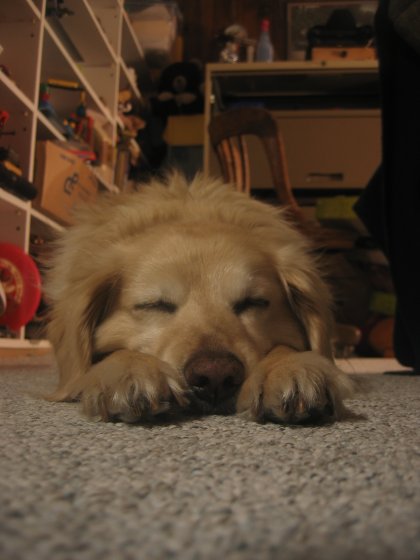 A close up look at my puppy sleeping