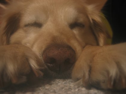 Close up of my puppy