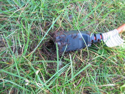 Ants love the shock