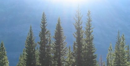 Sunlit Tree Tops