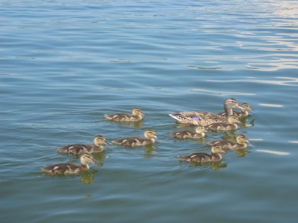 Ducks