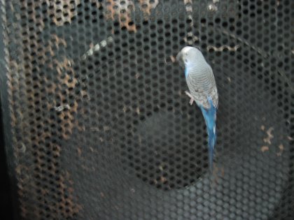 Bass Bird