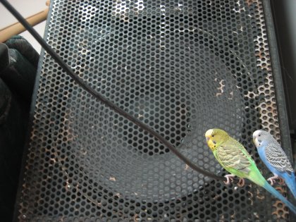 Birds after my own heart