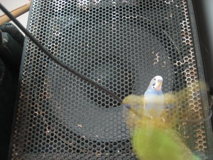 Blurry Bass Bird