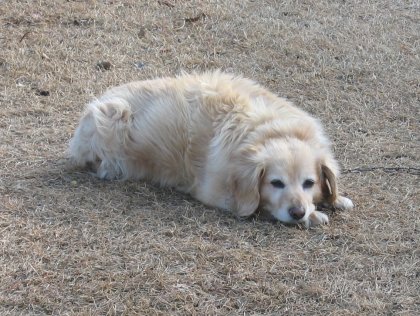 Such a long puppy