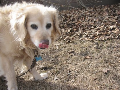 Such a cute puppy