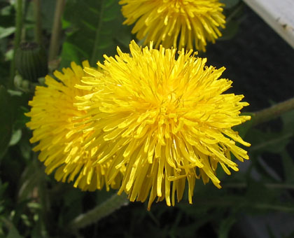 Dandilion