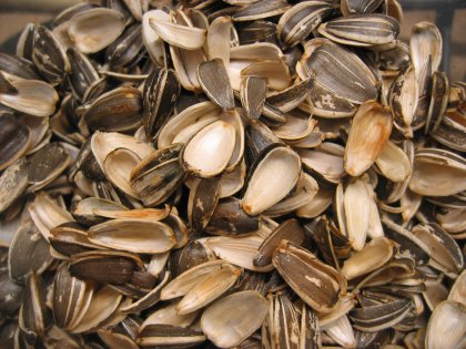 Sunflower Shells