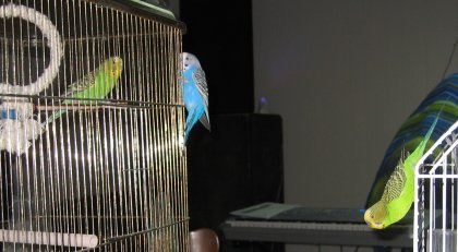 Check Out The New Bird!
