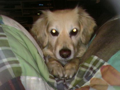 The Comfy Beggar