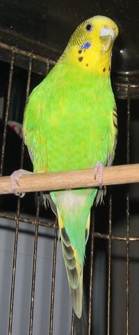 My first lady-bird